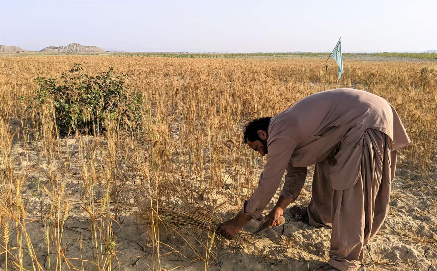A farmer harvesting wheat by hand in a field in Pasni, Balochistan